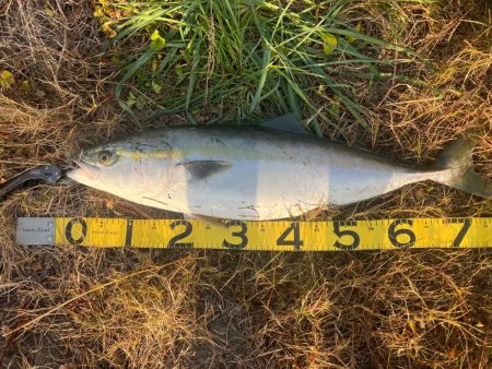 またブリきた。