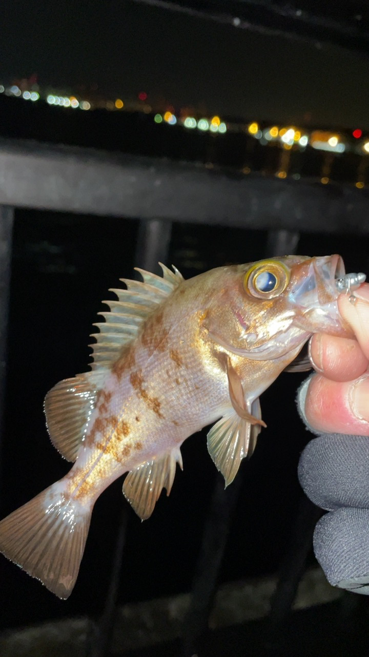 メバリング修行