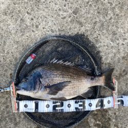 今朝は極寒いなか魚の活性たかいです