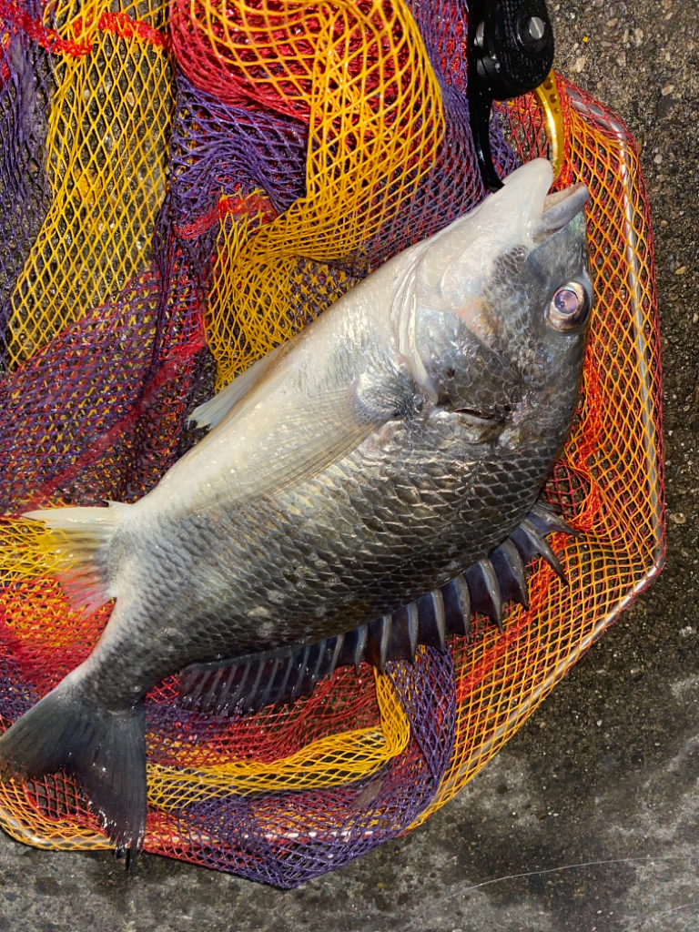 ヘチってきました