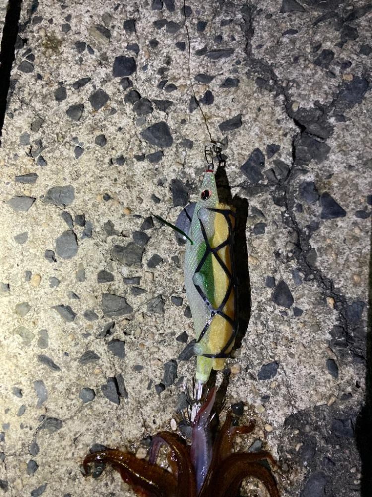 ヤリイカ今シーズン1回目