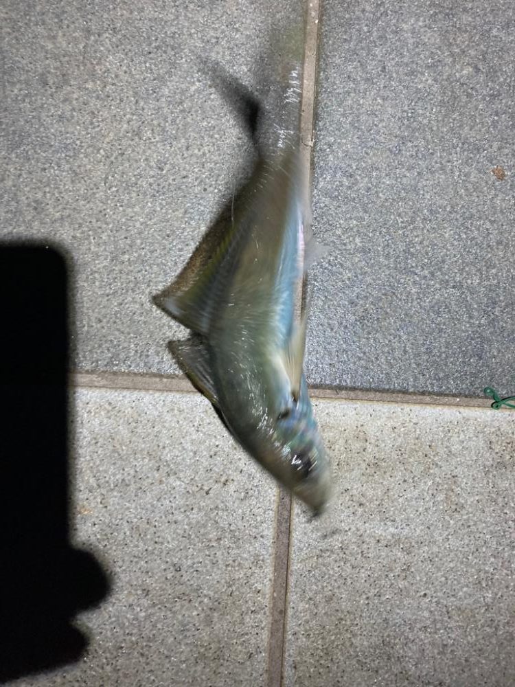 ようやく年明け