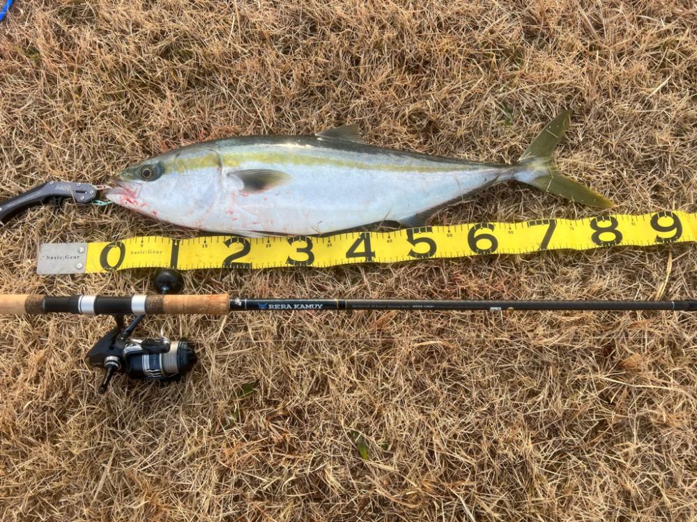 今年初めての釣魚は鰤でした。