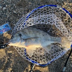 武庫川チニング其のニ