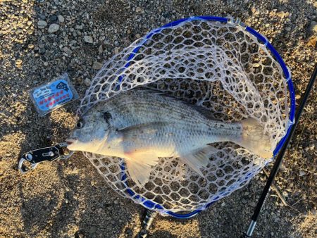 武庫川チニング其のニ