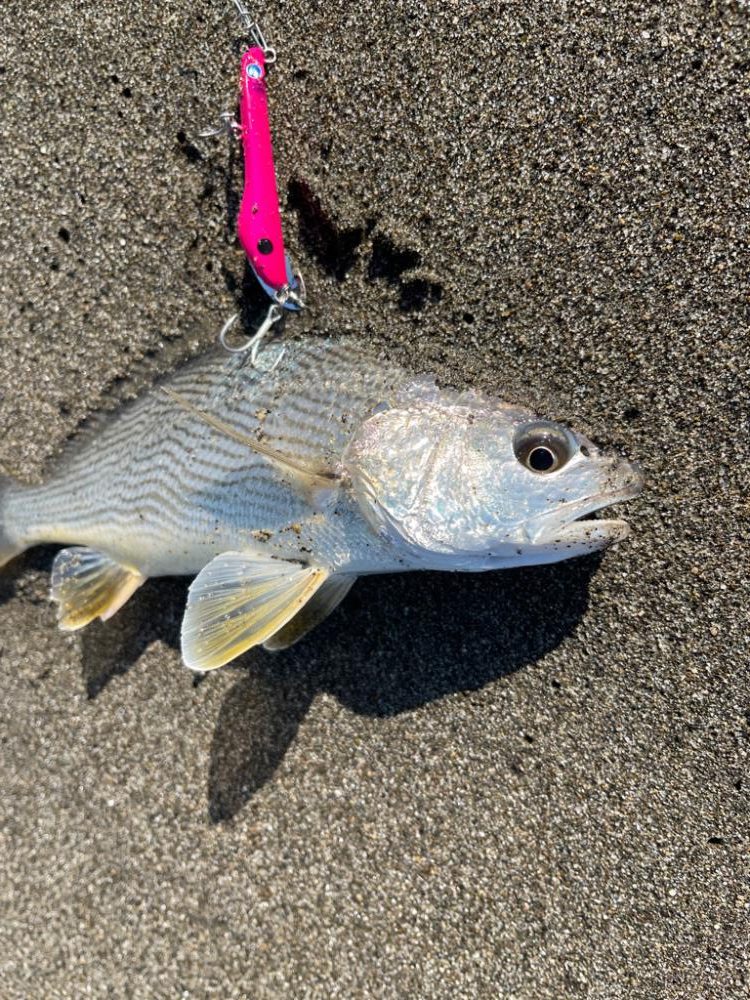 またもや宮崎遠征失敗…