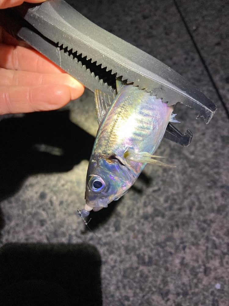 まだ釣れる！アジング