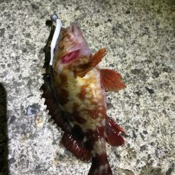 冬はガッシーと遊ぼう！