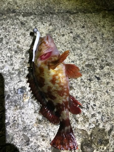 冬はガッシーと遊ぼう！