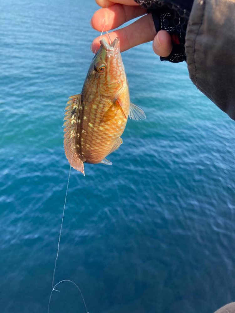 セイゴを求めて