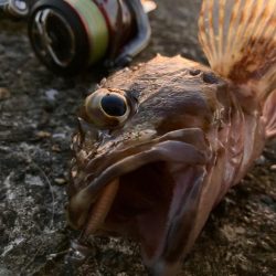 フロートでボトム狙いが吉だったにゃ!