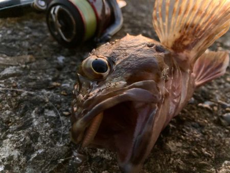 フロートでボトム狙いが吉だったにゃ!