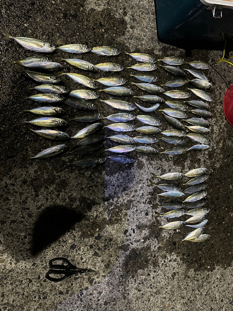 この季節に数釣りって・・・