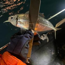 初ナイトアジング