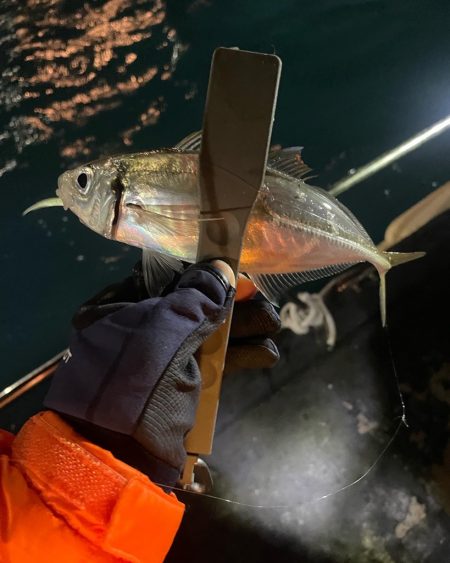 初ナイトアジング