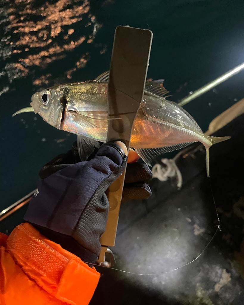 初ナイトアジング