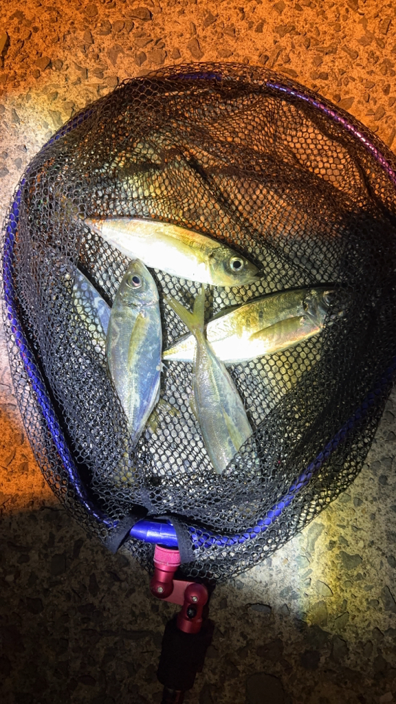 釣れました〜！