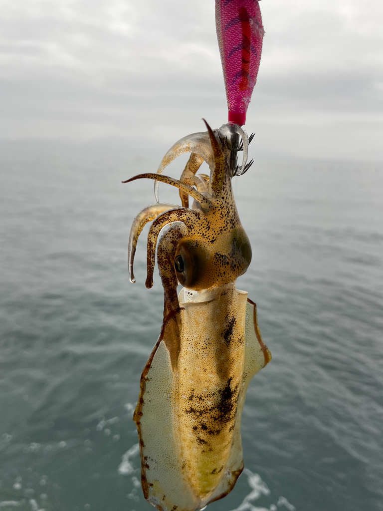 ヤリ〜はまだ⁇