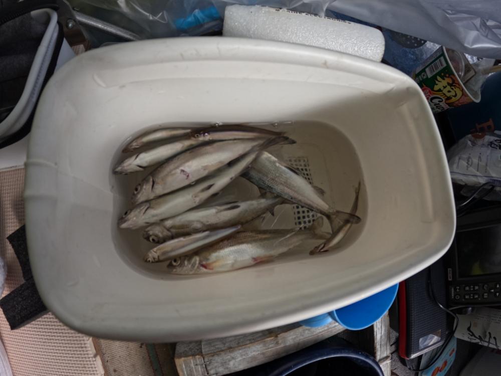 ワカサギ&シナノユキマス釣り