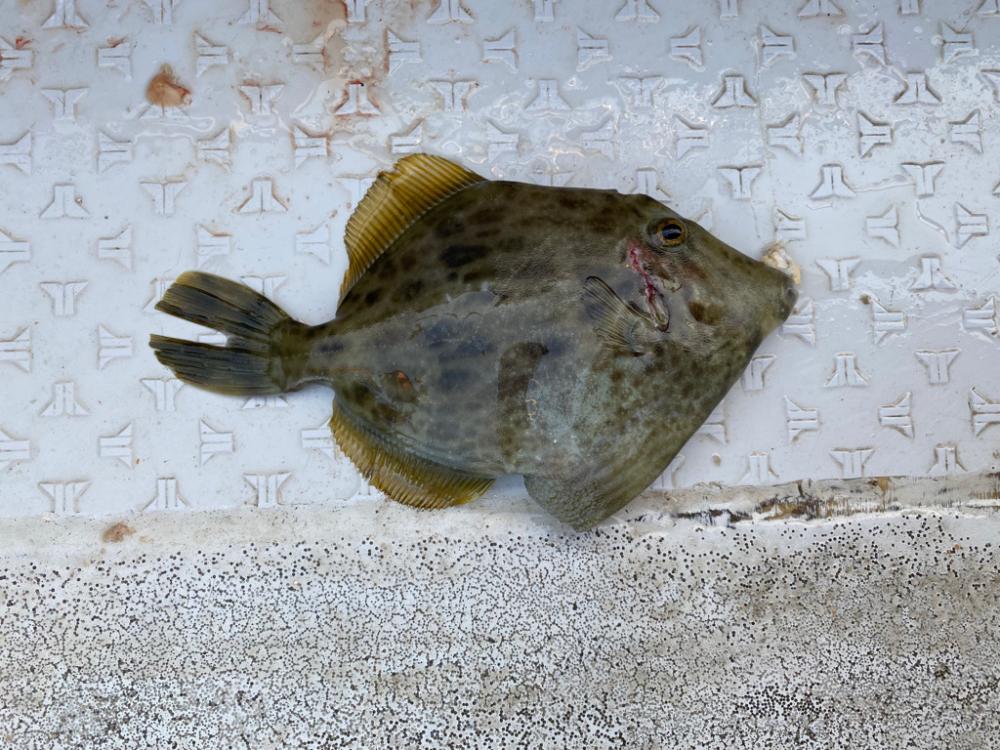 初釣りでカワハギ