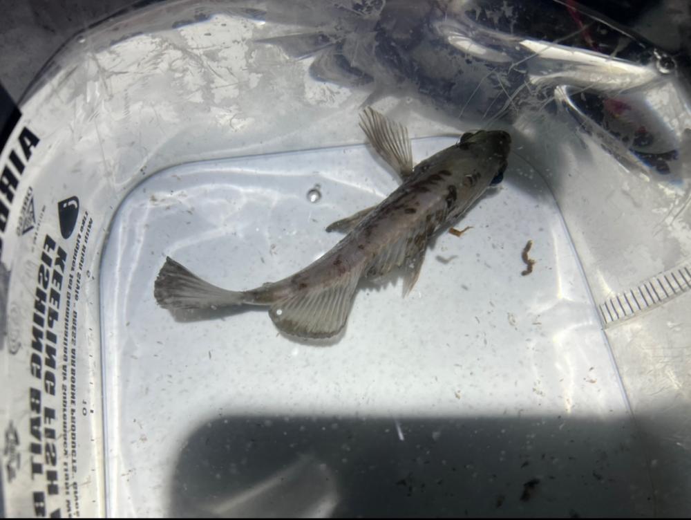 メバルを探して三千里Vel.2