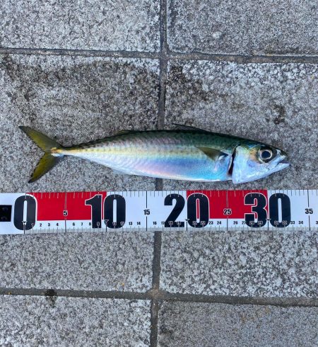 釣り初めご種目達成