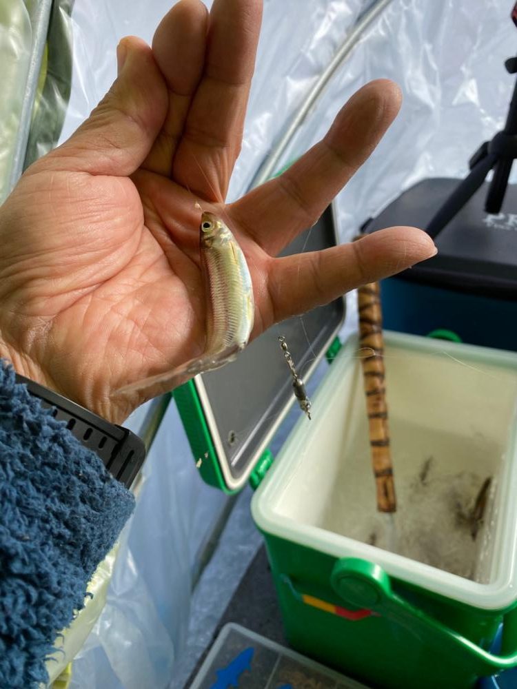 氷上ワカサギ釣り