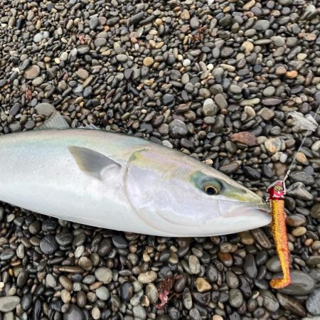 ナブラにはフリフリシャッド