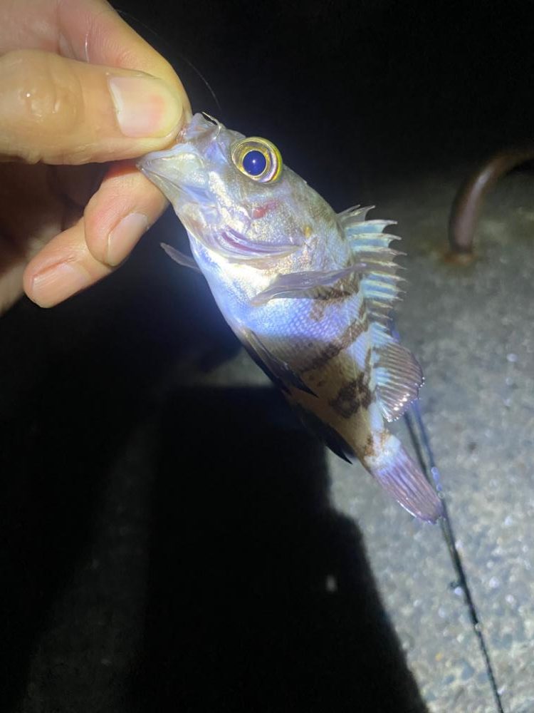 カサゴ　メバル