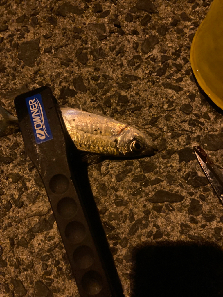 離島でメバルのつもりがアジ