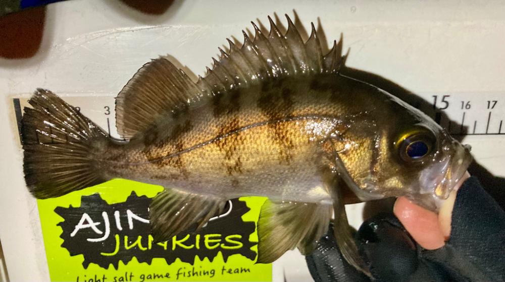 メバリング&ガッシー