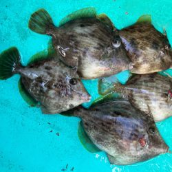 金谷沖、カワハギ