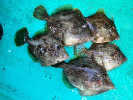 金谷沖、カワハギ