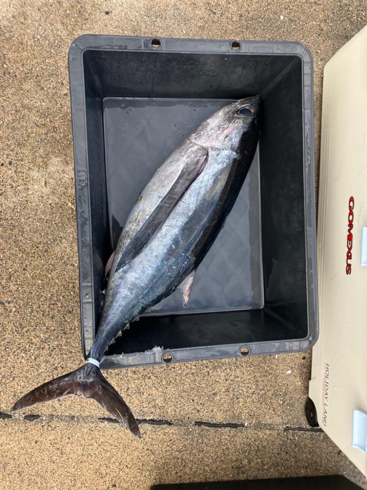 トンジギ釣り始め