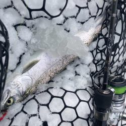 庄原で極寒トラウト