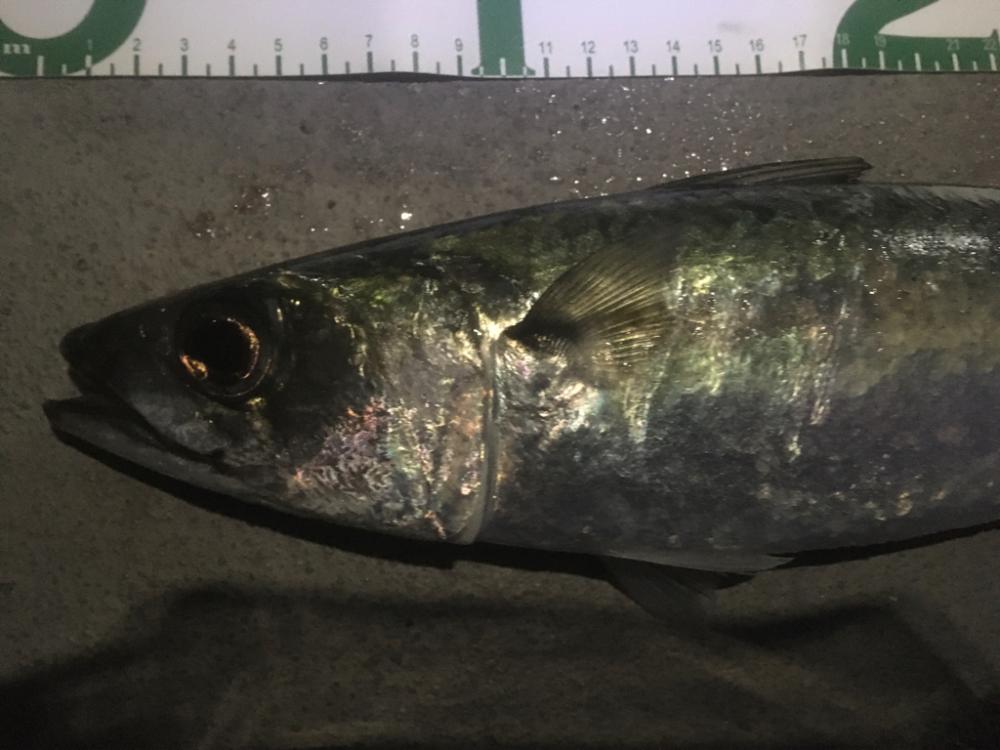 まさかの大サバ