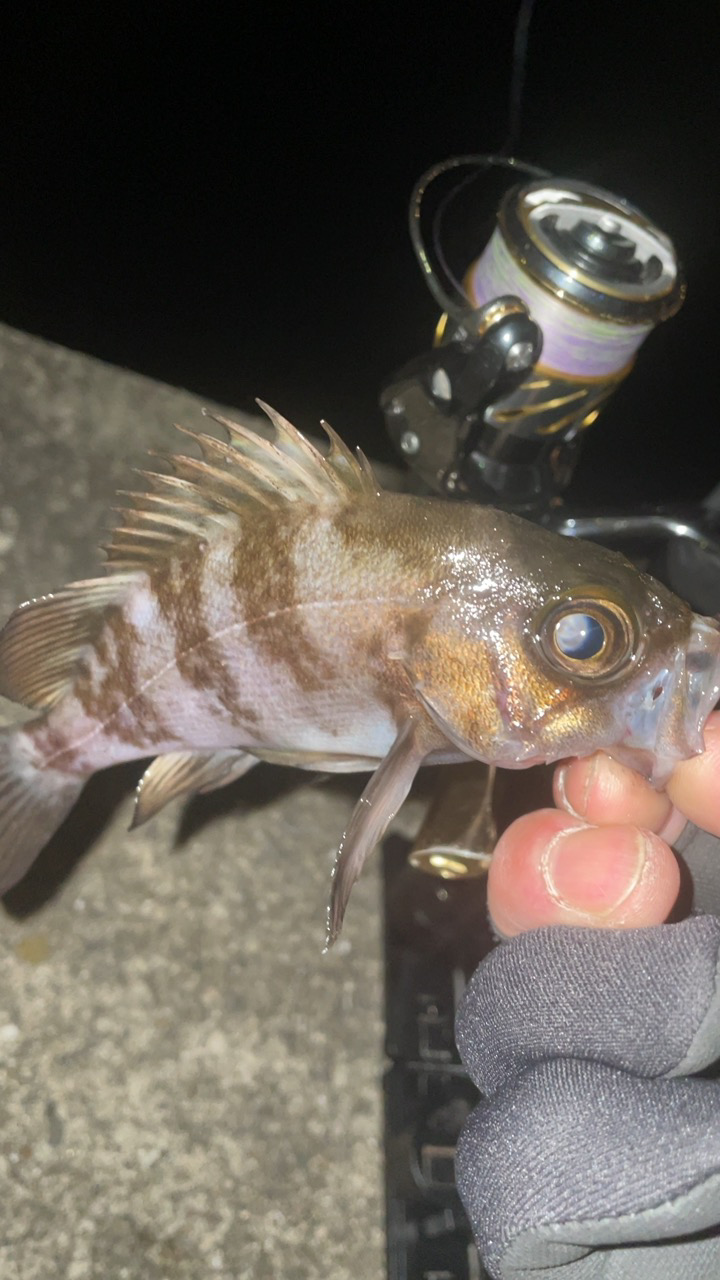 大寒波メバリング