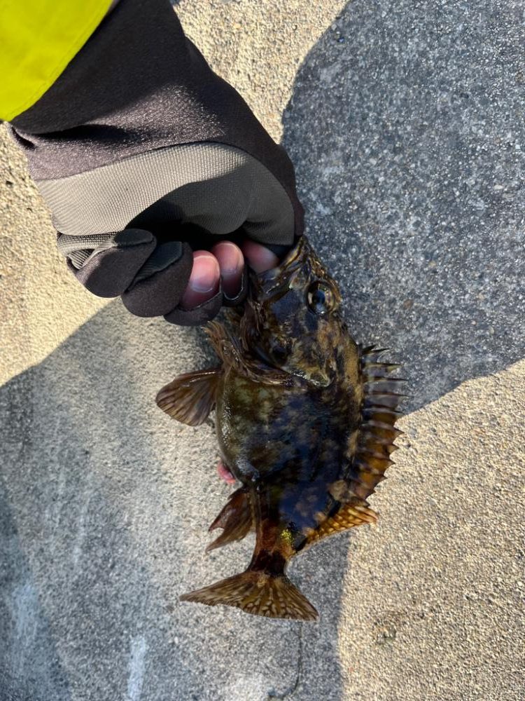 真冬の四日市ライトゲーム