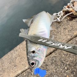 休日の釣り三昧