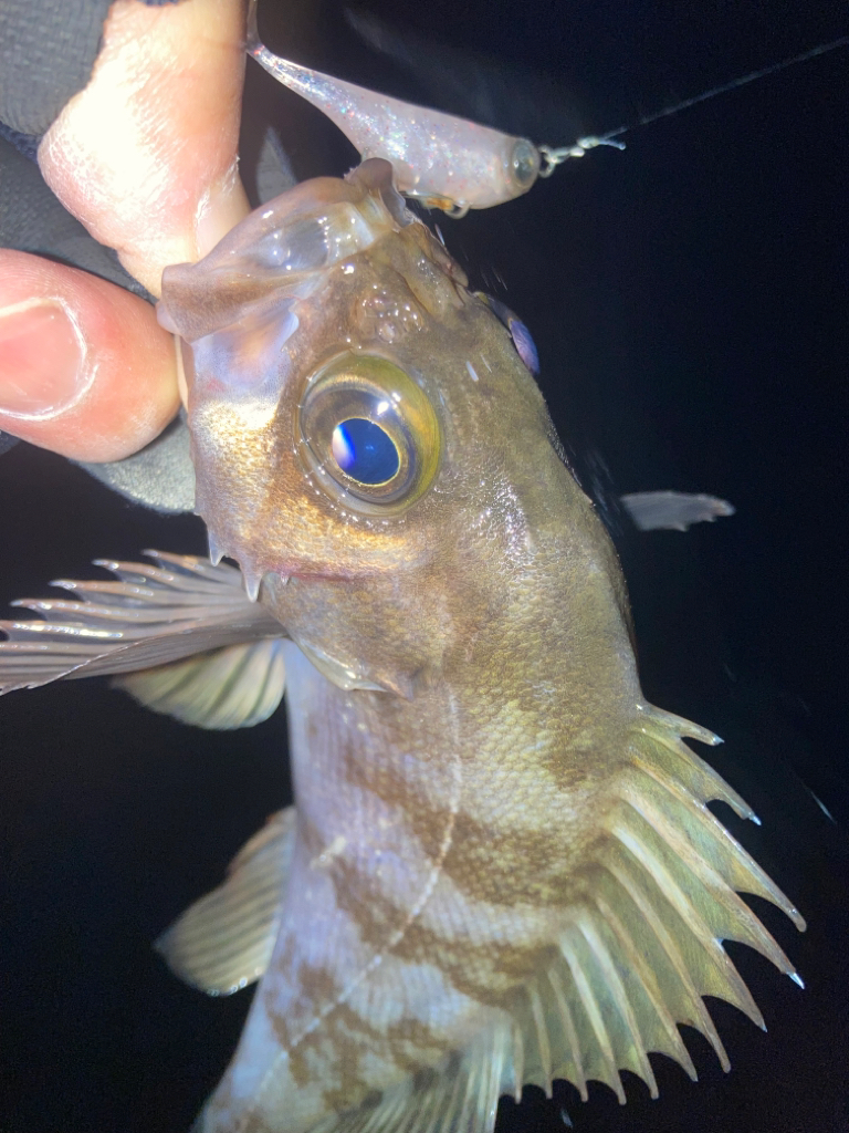 2023ライトゲーム第3戦