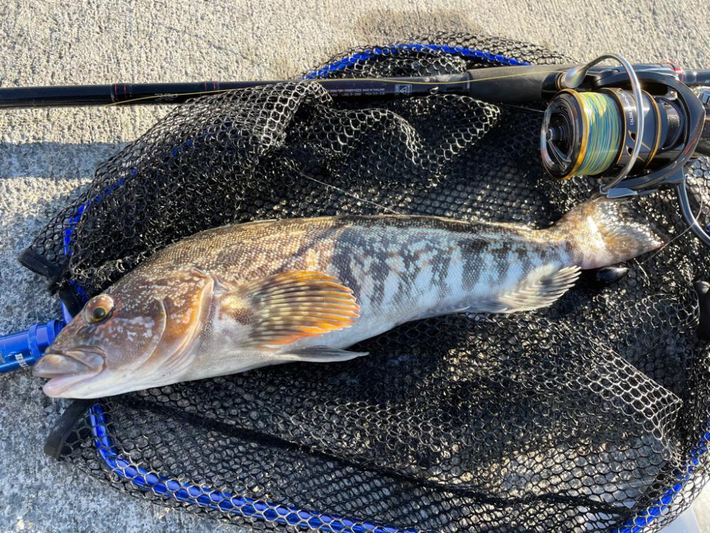 ロックフィッシュ大会！