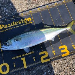 武庫川一文字で大サバを釣りたい