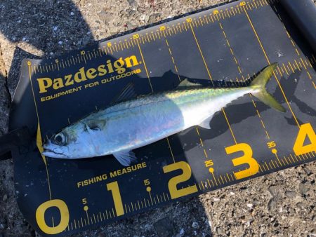 武庫川一文字で大サバを釣りたい