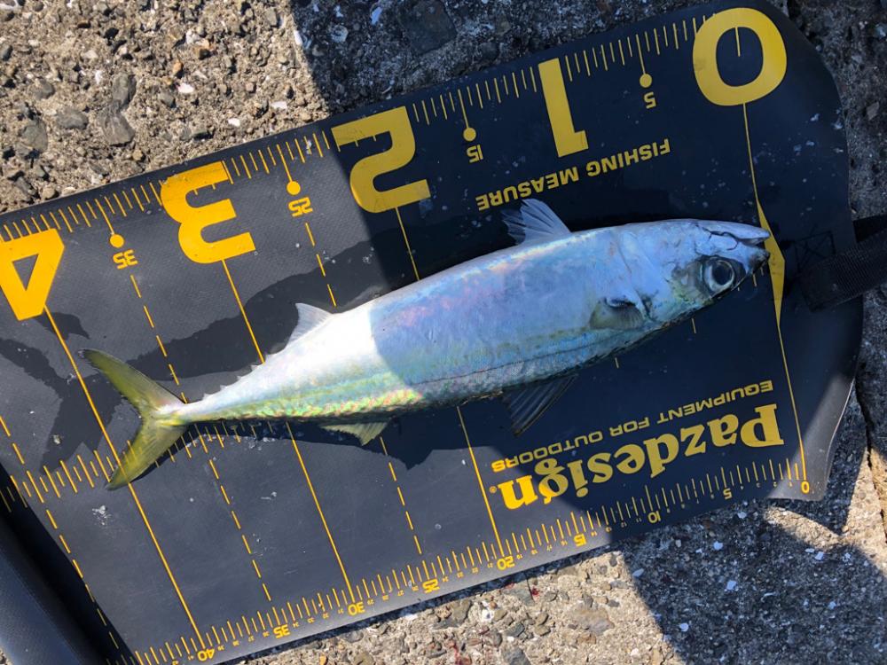 武庫川一文字で大サバを釣りたい
