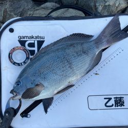 頼れるハリスで寒グレ釣り❗️