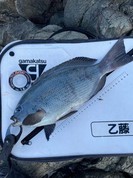 頼れるハリスで寒グレ釣り❗️
