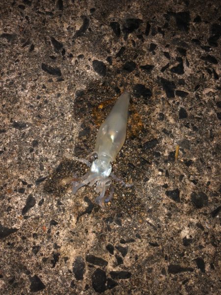 爆風ヤリイカチャレンジ(  •̀ •́ )୨⚑︎゛