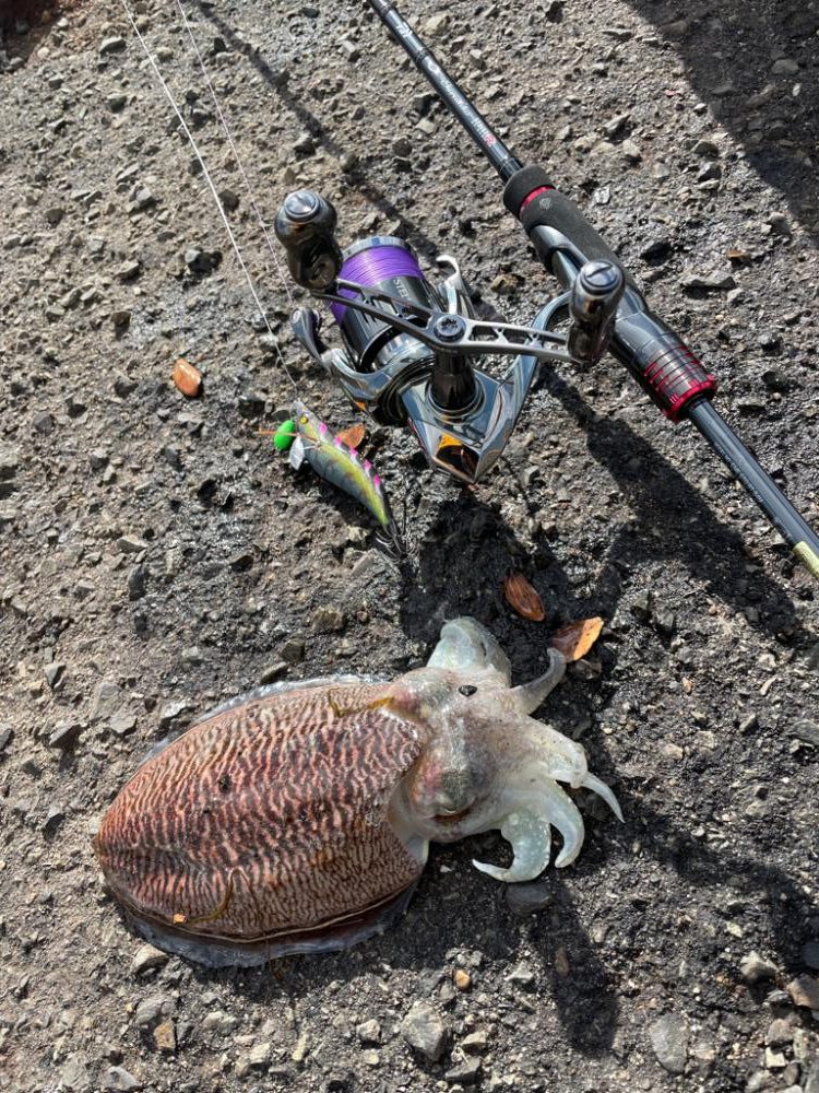 淡路島 エギング
