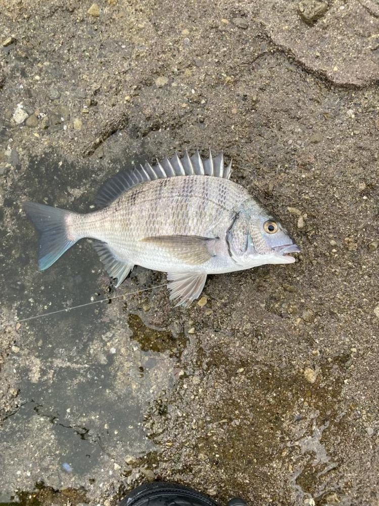 連続40センチオーバー確保！