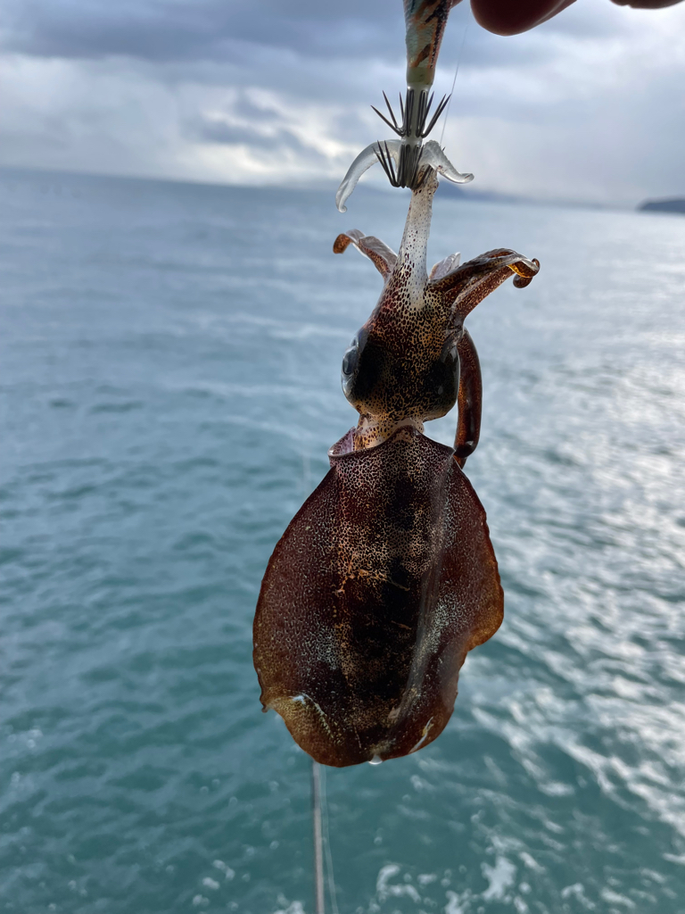 あたりかあられか？